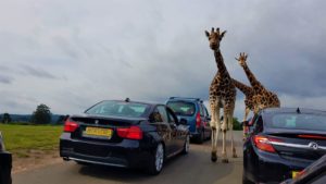 Giraffes at west midland safari park 