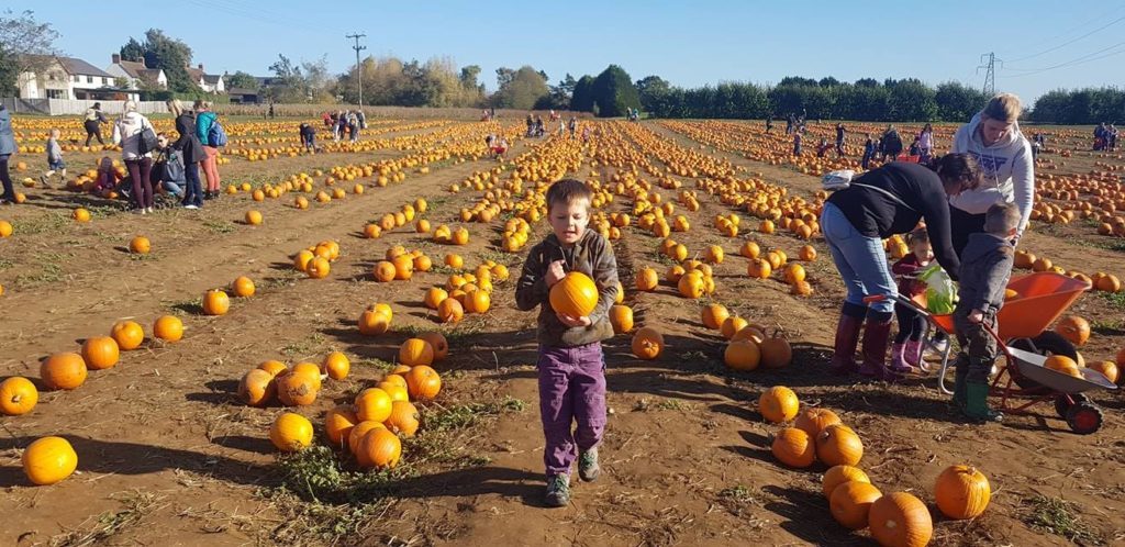 PYO pumpkins Oxfordshire 