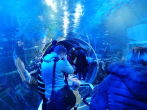 Sea life centre tunnel 