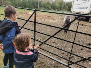 Miniature Horses in Launton 