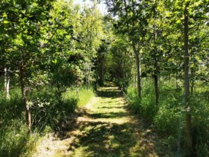 Path through piddington wood