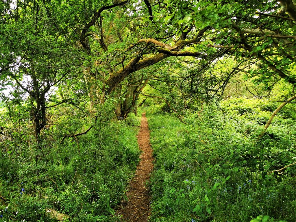 Tackley woods 