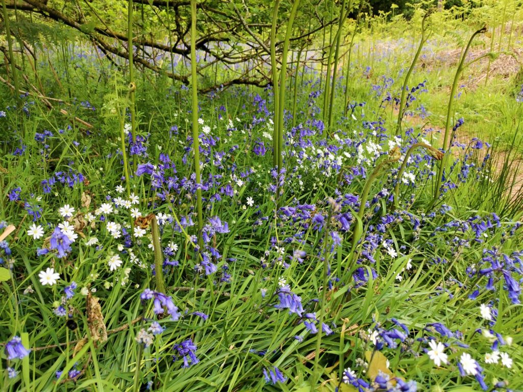 Tackley Wood