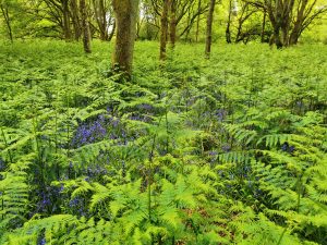 Oxfordshire Bluebell woods 