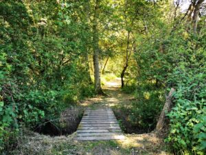 woodland Bridge