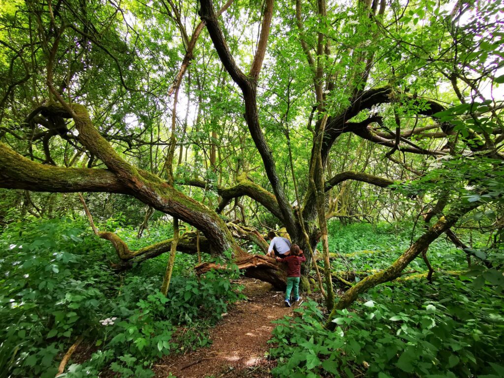 Tree climbing dry sandford 