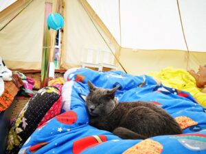 Cat camping 