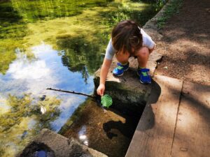 Leaf racing in the pond