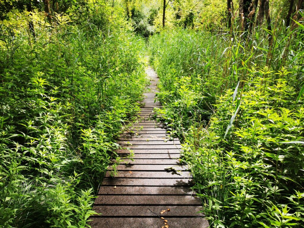 Lashford Lane Fen 