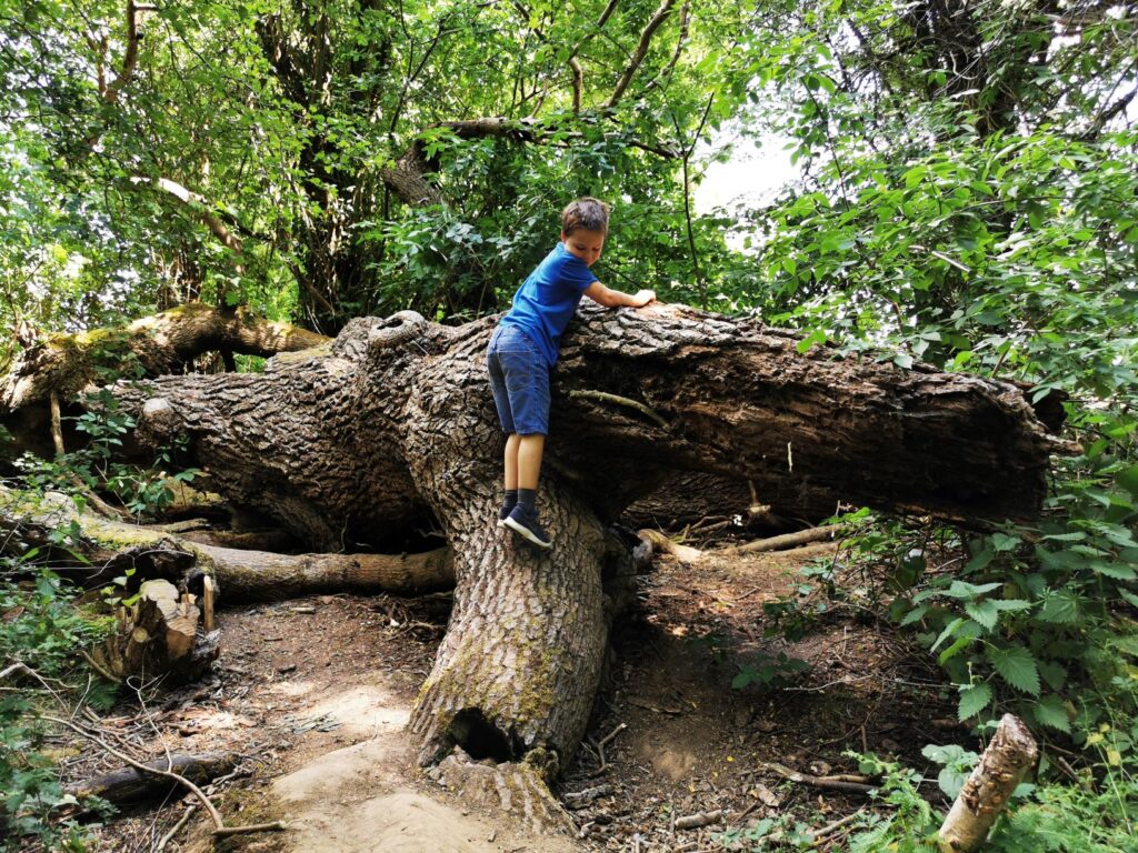 Tree climing wild wychwood garden 