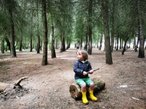 Pine forest dry sandford 