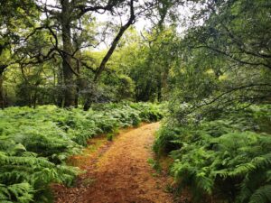 Umberslade woods