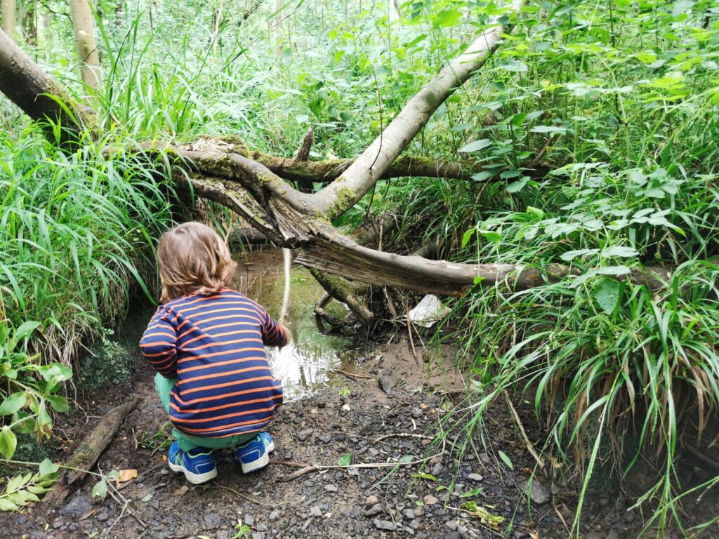 Rushbeds wood