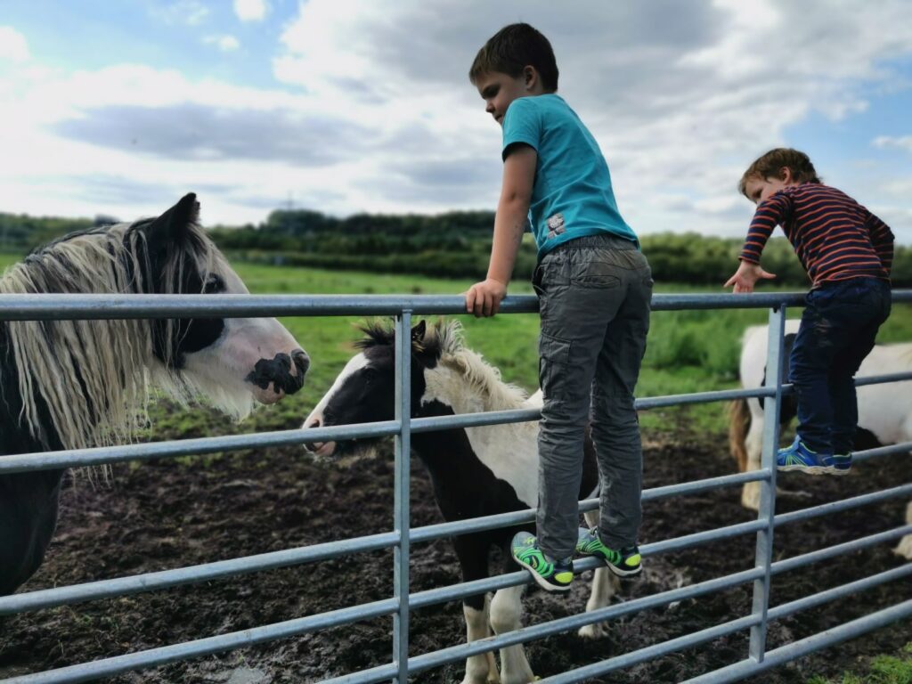 Tiddenfoot ponies 