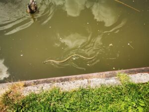Snake swimming 
