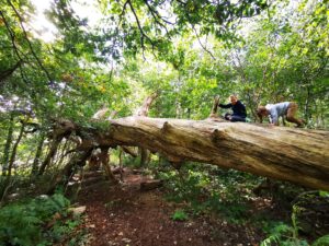 Oxhey woods 