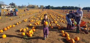 Pumpkin patches in Oxfordshire