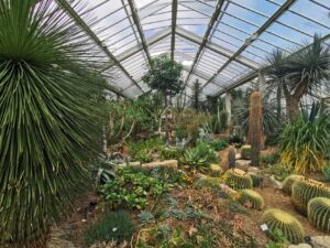 Cacti green house kew 