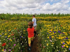 Wild Flower Field 