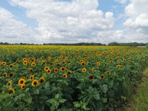 Sunflower Fields Milton Keynes 