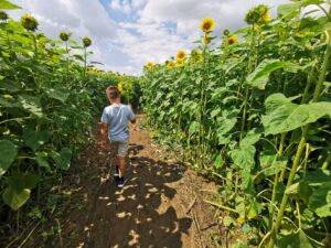 Sunflowers 