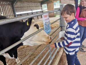 Feeding the cows at Thrift farm