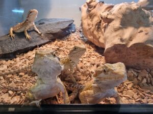 Reptile shop Towcester