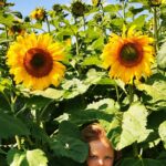 Sunflower Field