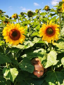 Sunflower Field