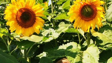 Sunflower Field