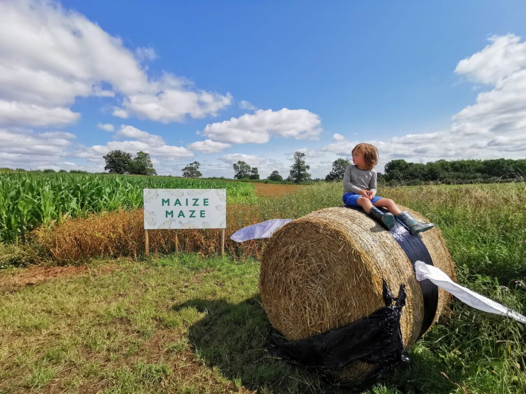 Maize maze buckinghamshire