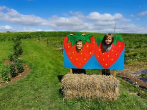 Strawberry picking in bucks