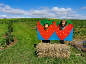 Strawberry picking in  bucks