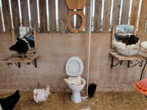 Towcester chickens