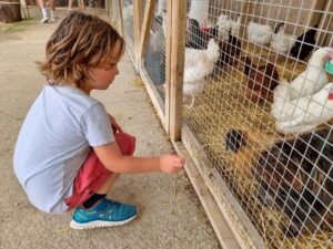 Poultry centre Towcester