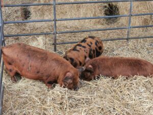 Farm park Oxfordshire