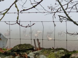 Aynho Deer park