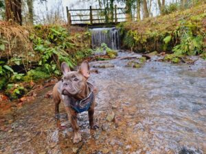 Dog friendly walks Oxfordshire 