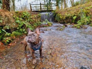 Dog friendly walks Oxfordshire