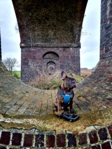 Dog Friendly walks in Oxfordshire