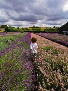 Lavender