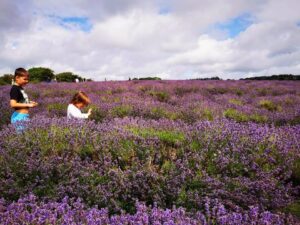 Cotswold lavender fields