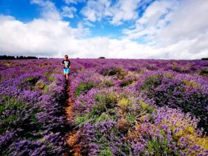 Flower fields in the cotswolds