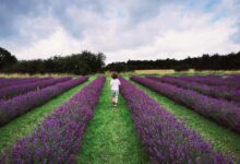 Cotswold Lavender