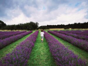 Cotswold Lavender 