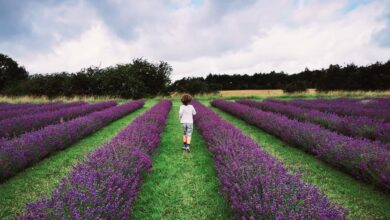 Cotswold Lavender