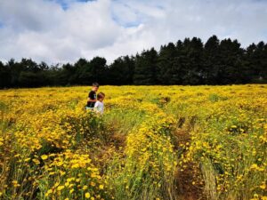 Yellow flower fields 