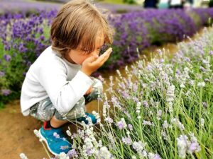 Lavender fields