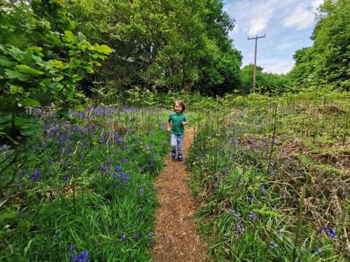 Tackley wood 4